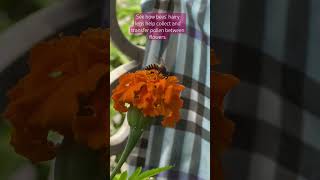 Bee pollination education photography viralshort viralvideo viralshorts nature videos short [upl. by Isadora]