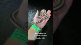 Mexican Rosy Boa Lichanura trivirgata from Baja Sur 2022 [upl. by Yattirb]