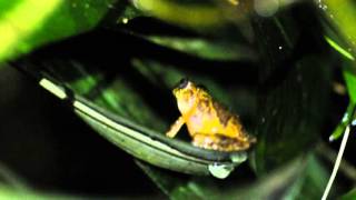 Vermiculate Bush Frog Philautus vermiculatus Calling [upl. by Finbar]