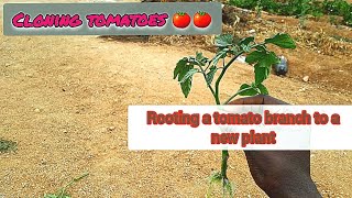 How to Clone Tomato Plants StepbyStep Rooting amp Transplanting Guidediy garden backyardfarming [upl. by Oznola]