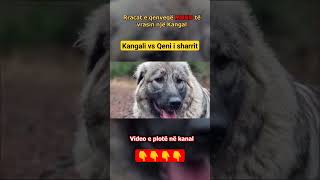 Qeni Sharrit vs Kangali  Qent qe MUND te vrasin nje Kangal [upl. by Niwle]