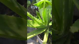 Aloe Vera Plant Care in Monsoon💦🌱🌱aloeveraplantcareshortsyoutubeshorts [upl. by Nnyltiak451]