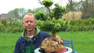 Buxus on the Rock make a Bonsai [upl. by Fai]