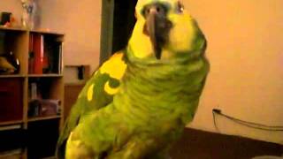 Blue Fronted Amazon Parrot Ike Dancing [upl. by Nyer]