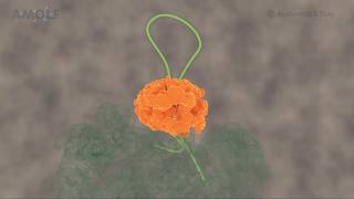 Processive extrusion of polypeptide loops by a Hsp100 disaggregase [upl. by Dalton]