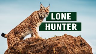 The Majestic Lynx Secrets Of The Nocturnal Feline Hunter  Apex Predator Documentary [upl. by Laurentium]