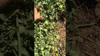 Growing seeds from hybrid tomatoes results homestead gardening tomato [upl. by Wini]