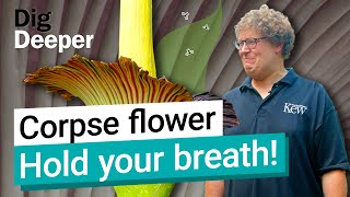 Corpse flower Is the titan arum Kews smelliest plant  Dig Deeper S1 Ep4  Kew [upl. by Connell]