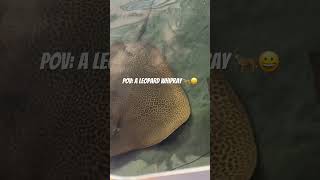 A Leopard WhipRay🐆leopard stingray shark babyshark fyp subscribe roadto500subs like share [upl. by Nelleoj292]