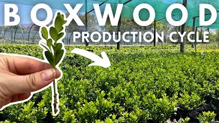 Easy Boxwood Buxus Propagation from Stem Cuttings for profit  How to Grow Boxwoods [upl. by Ayikur]