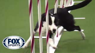 Watch Border Collie Tex Win 2015 Masters Agility Championship  FOX SPORTS [upl. by Bryon]