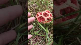 Clathrus ruber Kafes mantarı [upl. by Alveta868]