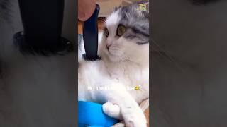 Cat with fake knife 😂fatcat funny cat cutecat viralvideo shortvideo viralcat fyp [upl. by Annoed625]