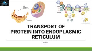 Transport of Protein In Endoplasmic Reticulum [upl. by Novelc]