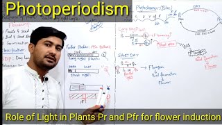 Photoperiodism class 12  photoperiodism in plants  Role of Phytochromes in plants flowering [upl. by Caspar820]