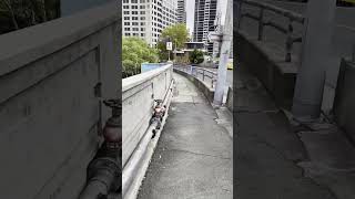 20230303 Bridge Stairs To Above Circular Quay on Cahill Expressway [upl. by Stedman]