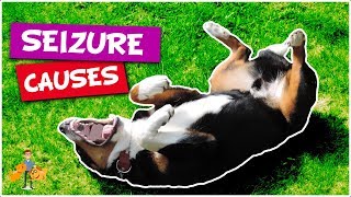 What Causes Seizures in Dogs top 5 causes of dog seizures [upl. by Gunther]