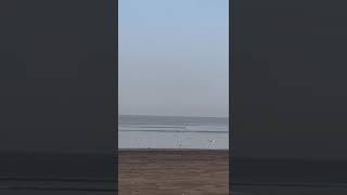 Beach birdsnature youtube beach birds fyp [upl. by Critchfield]