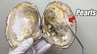 Dissecting a Pearl Oyster with Dozens of Pearls Inside Actual Situation [upl. by Rivy550]