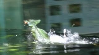 Jesus Christ lizards running on water in aquaterrarium [upl. by Itram]