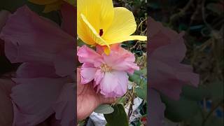 হলুদ স্হল পদ্ম yellow 💛 land lotus flower shortssubscribe viral [upl. by Horne]