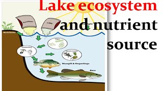 Lake ecosystem and nutrient source [upl. by Thaine]