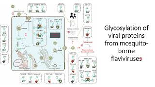 Role of Glycosylation of viral proteins from flavivirus in different stages of infection Code 305 [upl. by Vasiliki56]