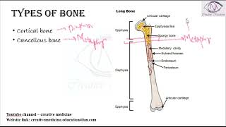 Lec 6 Types of Bone Cortical And Cancellous mp4  ORTHOPEDICS [upl. by Neffirg508]