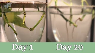 20 Day Time Lapse of Pothos Propagation  Root Development [upl. by Ttirrej]