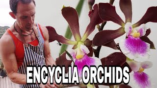 A Comprehensive Guide to Encyclia Orchid Care [upl. by Rock55]