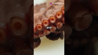 MindBlowing Octopus Facts You Didnt Know octopus funfacts animals facts [upl. by Snave]