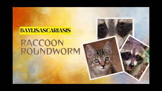 Beware the Raccoon Roundworm Essential Facts and Safety Tips [upl. by Buehler]