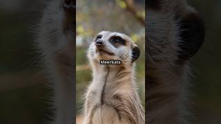 How do meerkats identify specific threats like eagles from long distances [upl. by Llewoh]