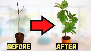 Is your Fiddle Leaf Fig DYING Follow this tips ASAP to save it [upl. by Isolde601]