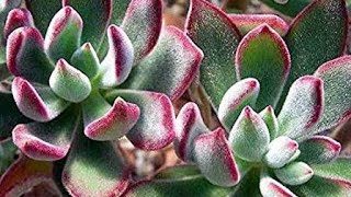 Echeveria pulvinata dicas de cultivo e propagação [upl. by Scevo]