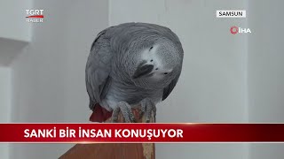 Bu Papağan Sanki Bir İnsan Gibi Konuşuyor [upl. by Palocz193]