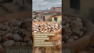 What are the benefits of Castor Seeds [upl. by Jansson]