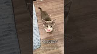 part 15 When Im singing next to the cat cat cats cutecat catlover catsoftiktok fyp foryou [upl. by Rothmuller]