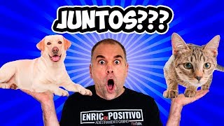 ¿Cuál es el MEJOR ALIMENTO para tu gato 🐱 o tu perro 🐶  ¡La etiqueta de tu PIENSO te engaña [upl. by Flodnar]