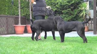 Cane Corso Wurfplanung 2015 Dana amp Paolo [upl. by Yttik]