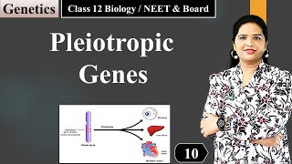 Pleiotropy  Genetics NCERT Class 12 Biology [upl. by Lladnew149]