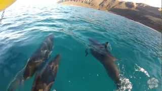 Wild Dolphins amp Turtle Snorkel Swim in Hawaii [upl. by Haletta]