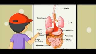 Digestive System  Learning by Picture amp Chart Kides [upl. by Yrad853]