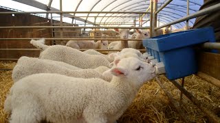 Lambing Season Documentary [upl. by Hobie]