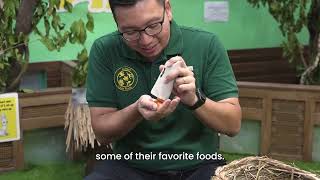 Meet The Keepers  Stefan amp the Giant Gambian Pouched Rats [upl. by Aennaej]