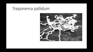 Batteriologia  lezione 20 Treponema pallidum [upl. by Ennayelsel416]