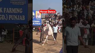 Tejal Likh Ryo Bonat Peतेजल लिख रयो बोनट पे tejal horse shorts youtubeshorts shortvideoshort [upl. by Iridissa]