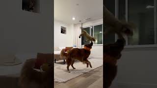 My dog is curious if you like her 🤔 dogshorts goldenretrievers cutedogs funnydogs dogs [upl. by Akinhoj]