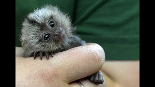 Cute Monkeys Part 44  Relaxing moment with Funny Baby Finger Monkey Pygmy Marmoset 2018 [upl. by Ajssatsan]