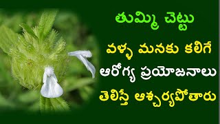 tummi chettutummi kura upayogalutummi plant benefitsthummi poolu puvvuLeucas aspera in telugu [upl. by Adnilim]